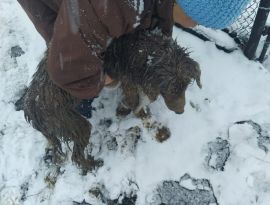  На Ставрополье спасатели вытащили пса из ледяной реки