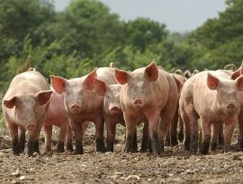 На Ставрополье в "депутатском" колхозе зафиксирована вспышка африканской чумы свиней