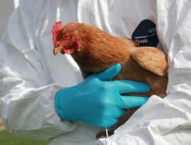 В Астраханской области снова объявился птичий грипп