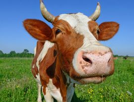 Сгущенка с салом. <span class="evoSearch_highlight">Орловские</span> производители решили брать от коров не только молоко