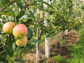На Ставрополье посадили уже почти 100 гектаров фруктовых садов