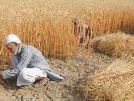 Россия накормила растущий Пакистан дешевым зерном. И насолила недружественным фермерам
