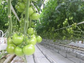 Производство овощей закрытого грунта на Ставрополье уверенно растет - минсельхоз