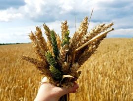 Национализация агротрейдеров в России подтолкнет вверх цены на зерно