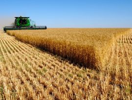 Азербайджан жадно скупает зерно в регионах Кавказа и Поволжья. Но рекорды все равно в прошлом