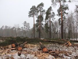 В Волгограде чиновники уничтожили уникальный хвойный лес