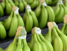 Может ли повториться "банановая война" между Россией и Эквадором 