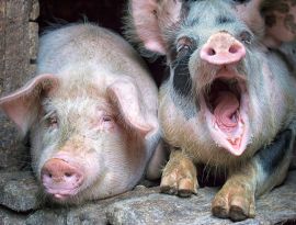 Чума свиней снова угрожает России. Вирусный геном уже нашли в мясопродуктах 