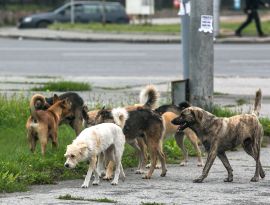 Администрация Ставрополя ловит не собак, а рыбку в мутной воде за бюджетные миллионы