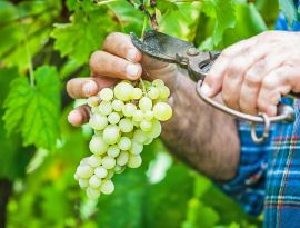 Шампанское исчезнет? Европейские сорта винограда гибнут от глобального потепления 