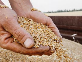Во имя зерна. Могут ли американские санкции повлиять на российский аграрный экспорт?