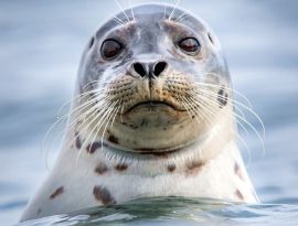 Вымирающих каспийских тюленей будет спасать Минприроды России. Власти <span class="evoSearch_highlight">Дагестана</span> не могут