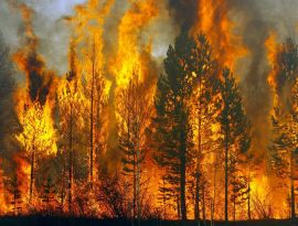 Центр "Акценты": лесные пожары могут стоить кресла нескольким губернаторам