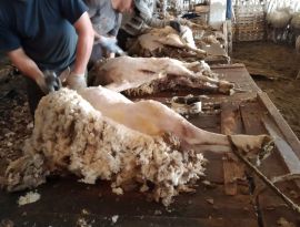 Ставропольские овцеводы настригли почти 900 тонн шерсти