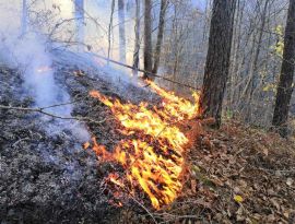 На Юге России выгорело почти 250 гектаров леса, большинство - на черноморском побережье