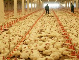 Масштабы птичьего гриппа на Урале перепугали мировых ветеринаров