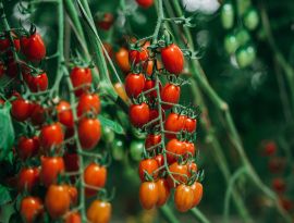 Урожай тепличных овощей на Ставрополье вырос на 10% 