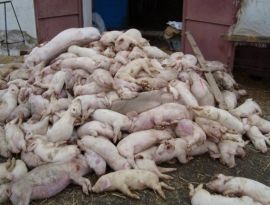 Африканская чума уничтожает свиноводство на Дону. Выявлено еще 2 вспышки