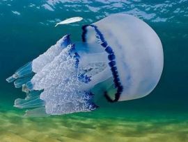 Медузы вместо осетров. Азовское море умирает, а чиновники грезят о добыче черной икры 