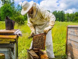Кондратьев забыл про "кубанский мед". Пчеловоды жалуются на падение сборов и ждут господдержки 