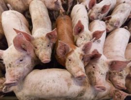 АЧС может похоронить воронежские мясокомбинаты и самарские охотохозяйства 