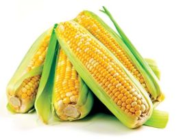 Аграрии Ставрополья приступили к уборке кукурузы
