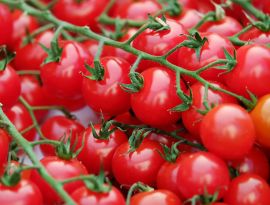 На Ставрополье будет реализован крупный проект по выращиванию томатов