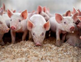 Африканская чума свиней угрожает катастрофическим последствиями для Кубани