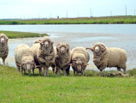 Спикер Думы Ставрополья Великдань: в регионе есть возможности для возрождения тонкорунного овцеводства