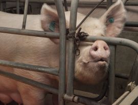 Кубанская чума. Кондратьеву придется забить 12 тысяч зараженных свиней