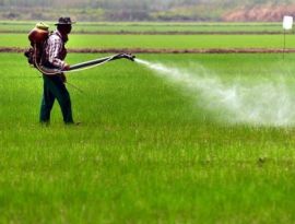Красноярские поля травят опасными пестицидами и агрохимикатами 